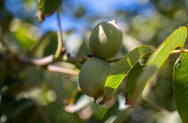 Industria de la Nuez