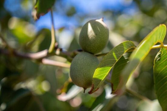 Industria de la Nuez