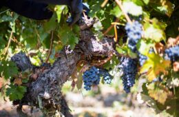 SUSTENTABILIDAD VITIVINÍCOLA