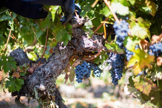 SUSTENTABILIDAD VITIVINÍCOLA