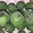palta Hass chilena
