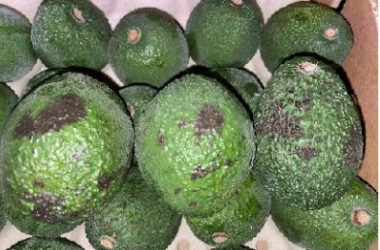 palta Hass chilena