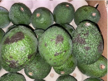 palta Hass chilena