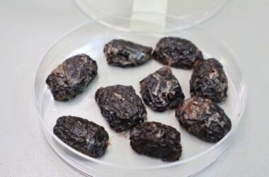 snacks de aceitunas de Azapa