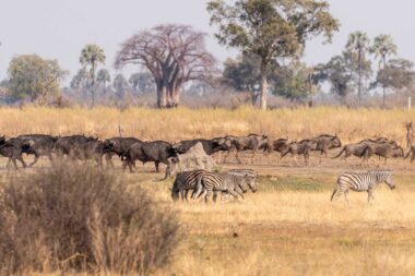 HERRAMIENTA PARA COMPRENDER EL MOVIMIENTO EN MAMÍFEROS