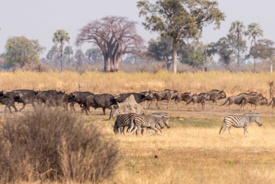 HERRAMIENTA PARA COMPRENDER EL MOVIMIENTO EN MAMÍFEROS