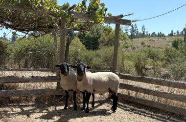INIA Cauquenes y Universidad Austral