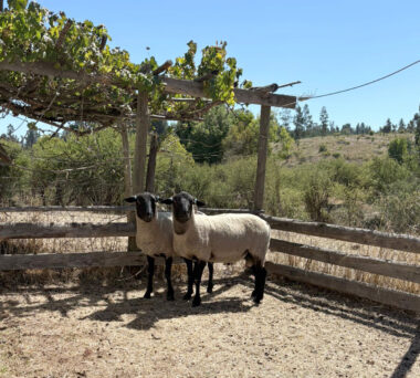 INIA Cauquenes y Universidad Austral