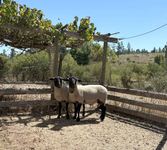 INIA Cauquenes y Universidad Austral