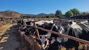 Riego de precisión y drones