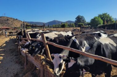 Riego de precisión y drones