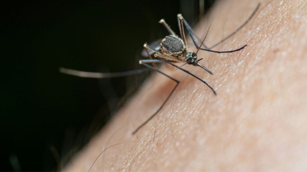 Zancudos en el Biobío