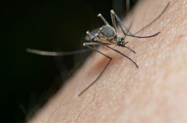 Zancudos en el Biobío