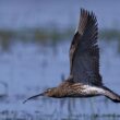 migración de aves