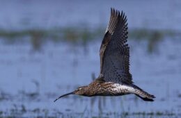 migración de aves