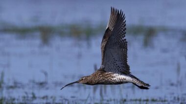 migración de aves