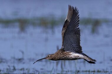 migración de aves