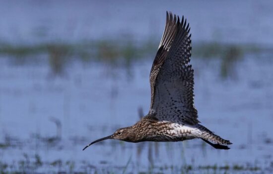 migración de aves