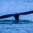 ballenas en Península de Hualpén