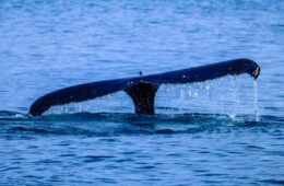 ballenas en Península de Hualpén