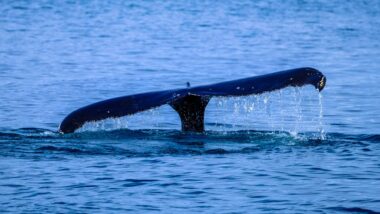 ballenas en Península de Hualpén