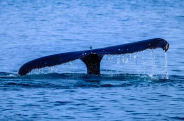 ballenas en Península de Hualpén