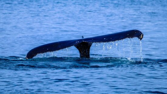 ballenas en Península de Hualpén