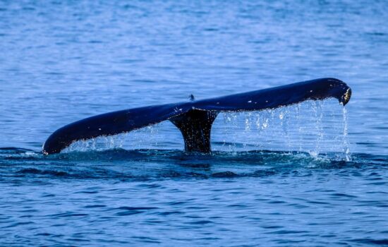 ballenas en Península de Hualpén