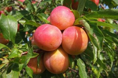 detección temprana de hongos que afectan frutales de carozo en O’Higgins