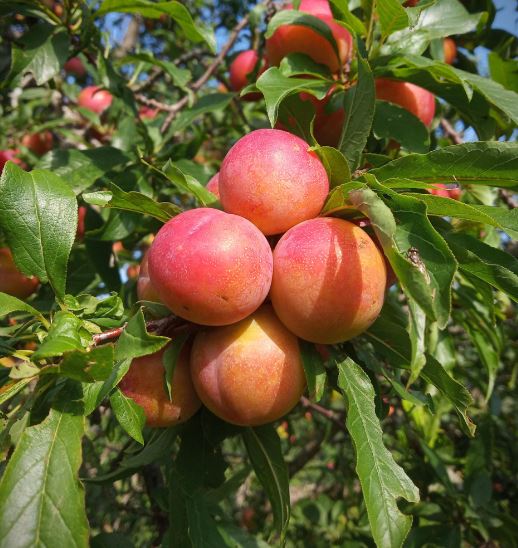 detección temprana de hongos que afectan frutales de carozo en O’Higgins