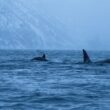 orca asesina