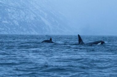 orca asesina