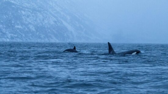 orca asesina