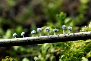 Alertan sobre riesgos de extinción de plantas a nivel global en revista Science
