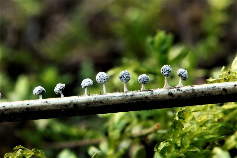 Alertan sobre riesgos de extinción de plantas a nivel global en revista Science