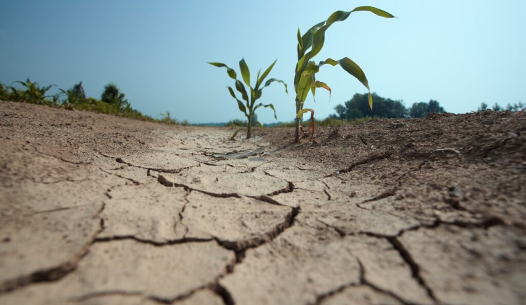 Día Mundial de Lucha contra la Desertificación y la Sequía