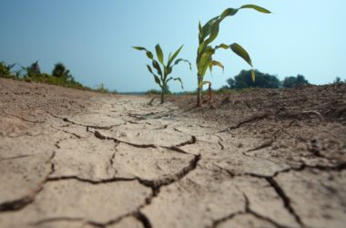 Día Mundial de Lucha contra la Desertificación y la Sequía