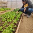iniciativas que buscan transformar la agricultura del desierto 
