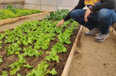 iniciativas que buscan transformar la agricultura del desierto 