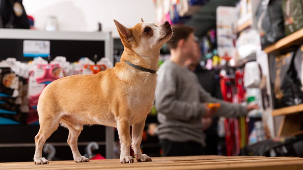 mercado de las mascotas