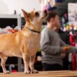 mercado de las mascotas