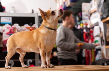 mercado de las mascotas