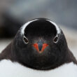 pingüinos papúa
