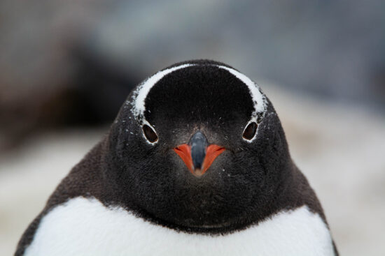 pingüinos papúa