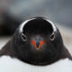 pingüinos papúa