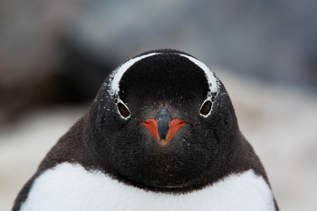 pingüinos papúa