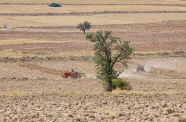 Nutrición vegetal de precisión: el factor que está impulsando cultivos más productivos y sostenibles