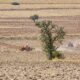 Nutrición vegetal de precisión: el factor que está impulsando cultivos más productivos y sostenibles