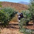 CONAF fortalece la producción forrajera y recuperación vegetal en Andacollo