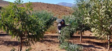 CONAF fortalece la producción forrajera y recuperación vegetal en Andacollo